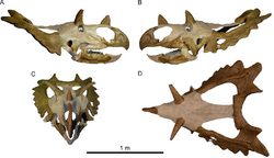 Horned dinosaur skull in multiple views