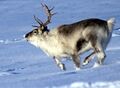 Spitsbergen reindeer01.jpg