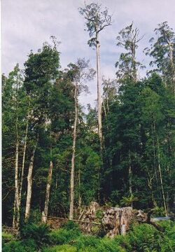 Tasmania logging 16 Styx a tree in danger.jpg