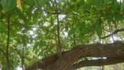 Tembusu Tree (Cyrtophyllum fragrans) 3.jpg