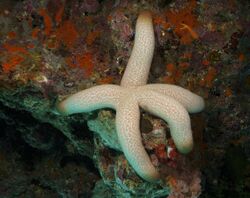 Thromidia catalai Heavy Starfish PNG by Nick Hobgood.jpg