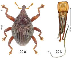 Trigonopterus crenulatus (10.3897-zookeys.828.32200) Figure 20.jpg