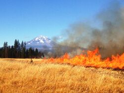 Prescribed Fire