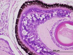 Vacuoles in retina of Australian bass larva experimentally infected with NNV.jpg