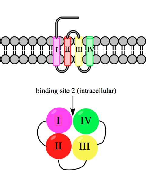 File:Veratridine binding site.png