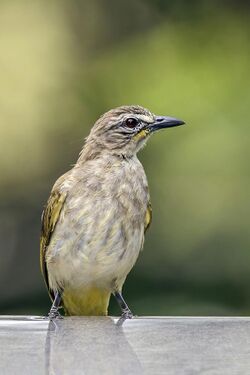 White-browed bulbul (Pycnonotus luteolus insulae).jpg