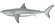 White shark illustration.png