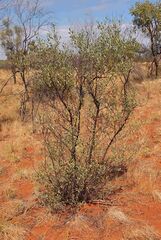 'Stylobasium spathulatum habit.jpg