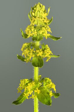 (MHNT) Cruciata laevipes - Inflorescence.jpg