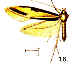 16.Isocorypha limbata-Wlsm.x-f.16.png
