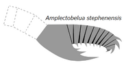 20191221 Radiodonta frontal appendage Amplectobelua stephenensis.png