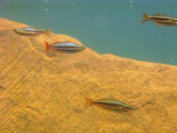 300 Melanotaenia australis Western rainbowfish Mitchell River NP VIII-2013.jpg