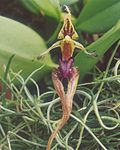 A and B Larsen orchids - Bulbophyllum putidum 926-8z.jpg