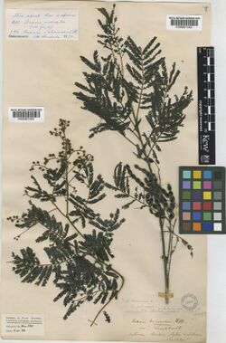 Acacia oshanesii F.Muell and Maiden 395132.jpg
