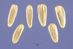 Achillea millefolium occidentalis seeds.jpg