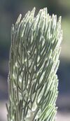 Adenanthos cygnorum foliage.jpg