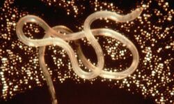 Adult "Loa loa" filarial worm