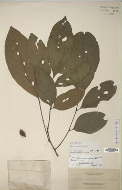 Herbarium specimen of "Aglaia leucophylla"