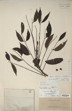 Herbarium specimen of "Aglaia silvestris"