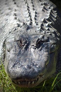 Alligator from front.jpg