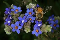 Anchusa capensis 1DS-II 3-0836.jpg