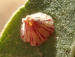 Andricus atrimentus leaf gall.jpg