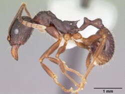 Aphaenogaster picea casent0104844 profile 1.jpg