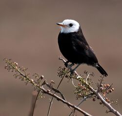 Arundinicola leucocephala -Piraju, Sao Paulo, Brazil -male-8.jpg