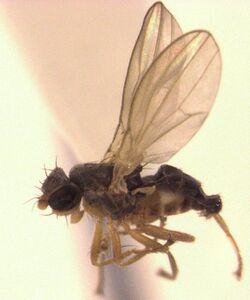 Australimyza australensis male.jpg