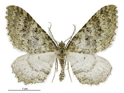 Austrocidaria umbrosa male.jpg