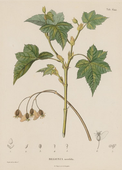Begonia acerifolia by P.J.F. Turpin.png