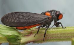 Black and orange cicada.jpg