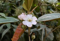 Blakea oldemanii (Melastomataceae) (50005898358).jpg