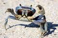 Blue Land Crab (Cardisoma guanhumi) (6852439208).jpg