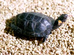 A bog turtle with its tail pointed towards the left of the screen and its head facing the right of the screen. The turtle is looking sharply to its left, away from the viewer.
