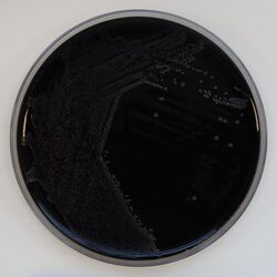 Bordetella pertussis on Charcoal Agar supplemented with Cephalexin.jpg