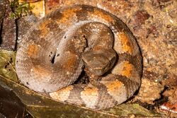 Bothrocophias hyoprora.jpg