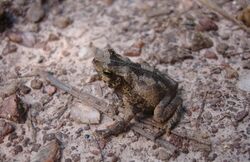 Bufo scitulus02.jpg