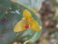 Bulbophyllum dryas 121102717.jpg