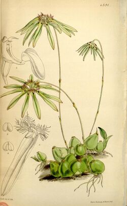 Bulbophyllum fimbriatum (as Cirrhopetalum fimbriatum) - Curtis' 74 (Ser. 3 no. 4) pl. 4391 (1848).jpg