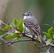 Camptostoma obsoletum obsoletum - Southern beardless tyrannulet.jpg