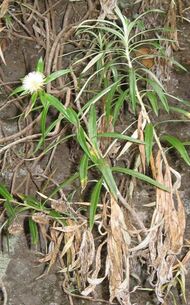 Carlina falcata.jpg