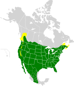 Carpodacus mexicanus map.svg