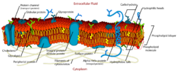 Cell membrane detailed diagram en.svg