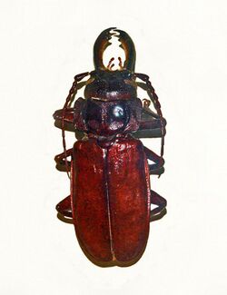 Cerambycidae - Mallodon downesi.JPG