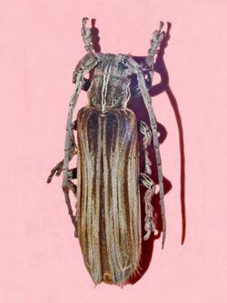 Cerambycidae - Xylorhiza adusta.jpg