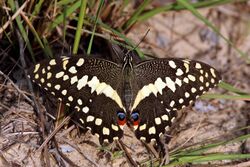 Citrus swallowtail Christmas butterfly (Princeps papilio demodocus) 04.jpg