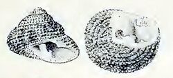 Clanculus floridus 002.jpg