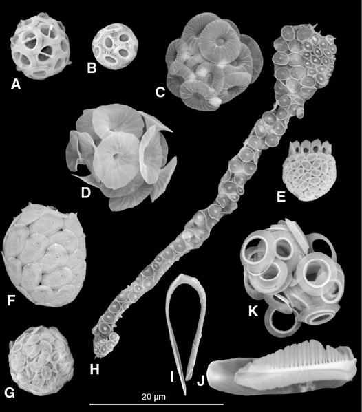 File:Coccolithophore samples from the Maldives.png