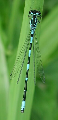 Coenagrion pulchellum m 4344.jpg